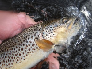 Fishing the Hatchless Rise