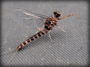 Gray Drake Mayfly