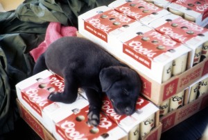 Boo dog chillin' with Coors