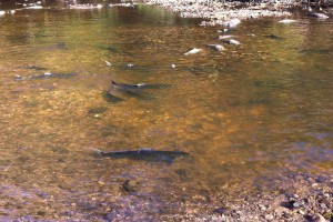 salmon_stacked_root_river_wi