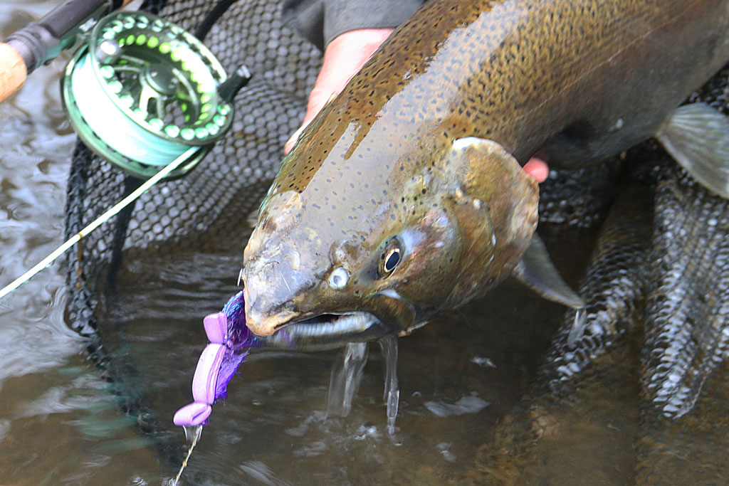 Great Lakes Coho on the Dry Fly